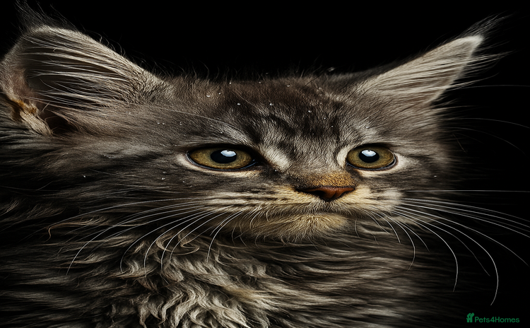 Maine Coon cats - Advert 1