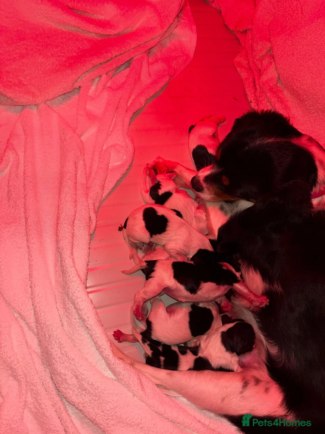 Cockalier dogs for sale: Cavalier King Charles spaniel x German spaniel - Advert 6