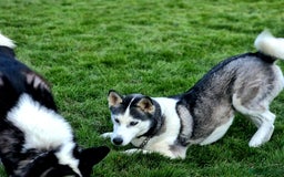 Siberian Husky dogs for sale: Two beautiful husky for rehoming  - Image 9