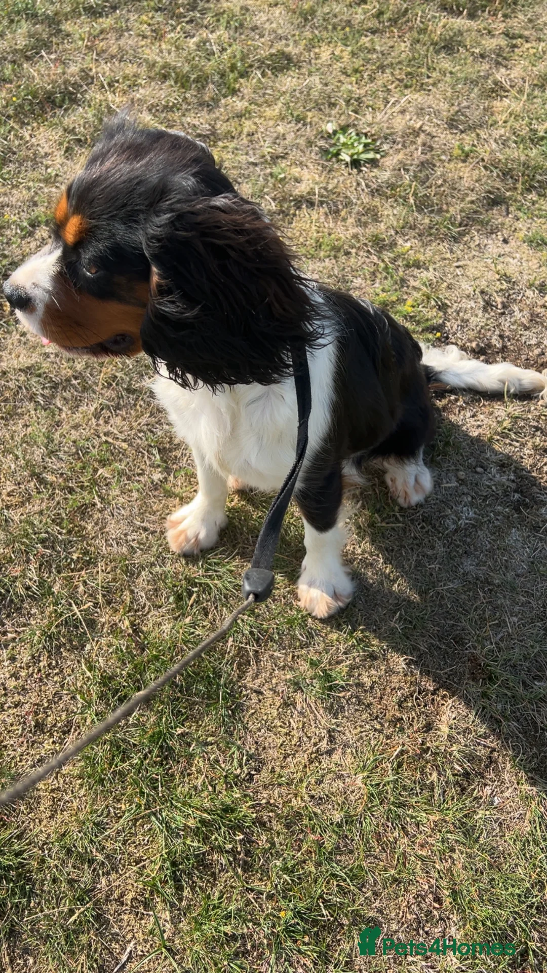 Cavalier King Charles Spaniel dogs for sale: cavalier King Charles spaniel puppy  - Advert 8