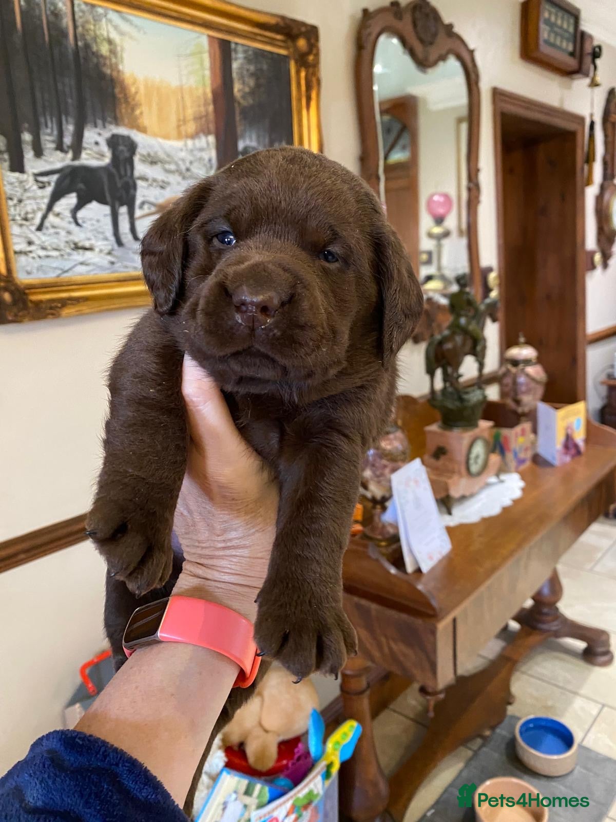 Labrador Retriever dogs Quality Chocolate Labrador Pups, KC Reg. Ready 7/3 - Advert 1