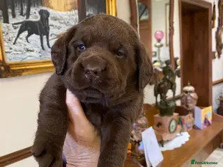 Labrador Retriever dogs Quality Chocolate Labrador Pups, KC Reg. Ready 7/3 - Advert 1