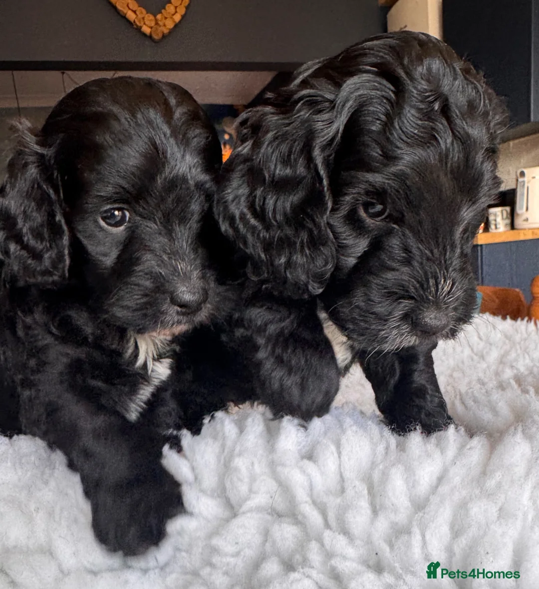 Cockapoo dogs for sale: Mini Cockerpoo puppies - Advert 1