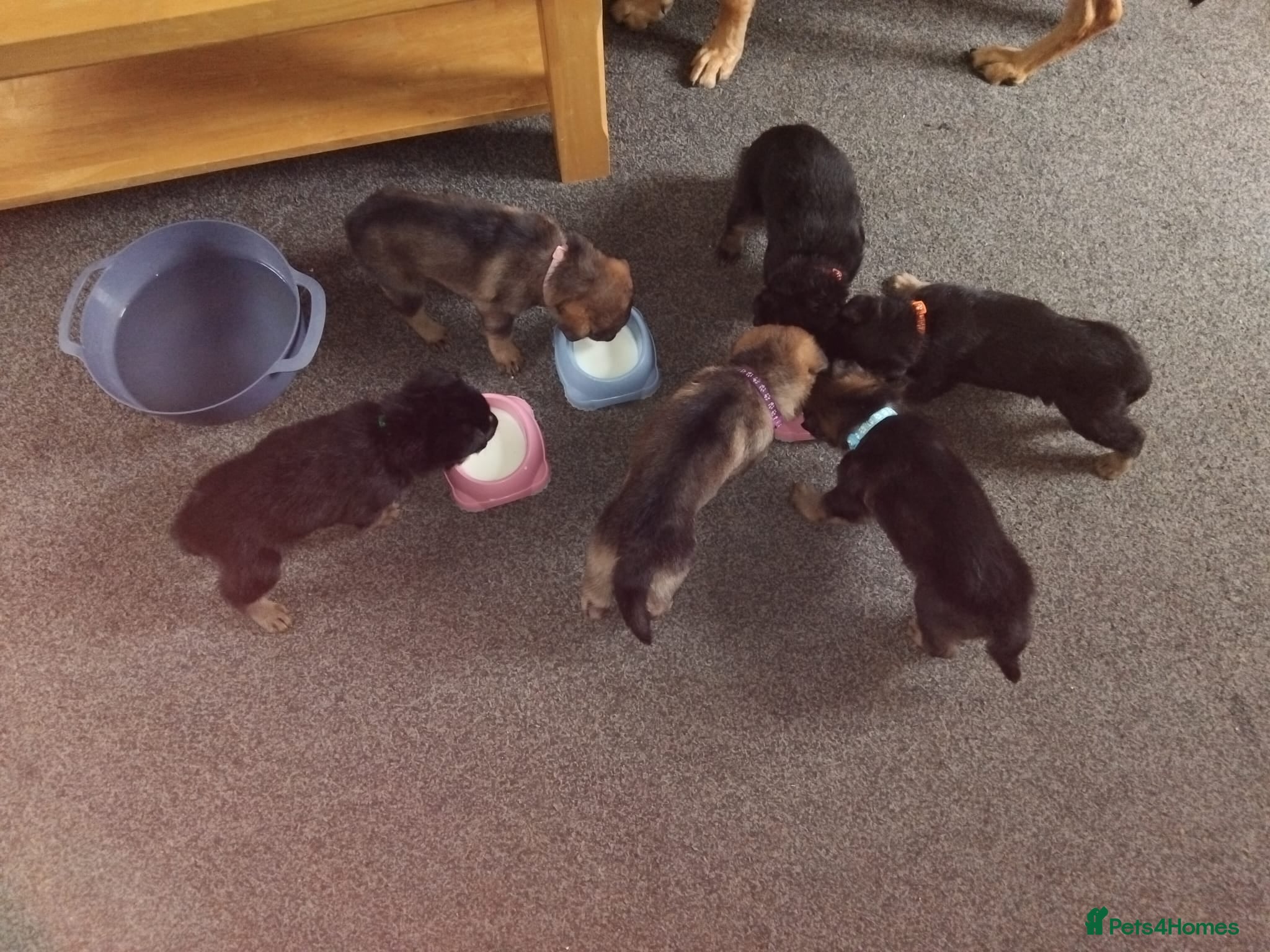 German Shepherd dogs Beautiful German shepherd puppies  - Advert 1