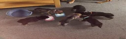 German Shepherd dogs for sale: Beautiful German shepherd puppies  - Advert 1