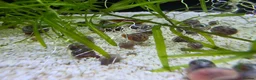 Snails invertebrates for sale: Ramshorn Snails (Planorbidae sp.) in Aberdare - Advert 3