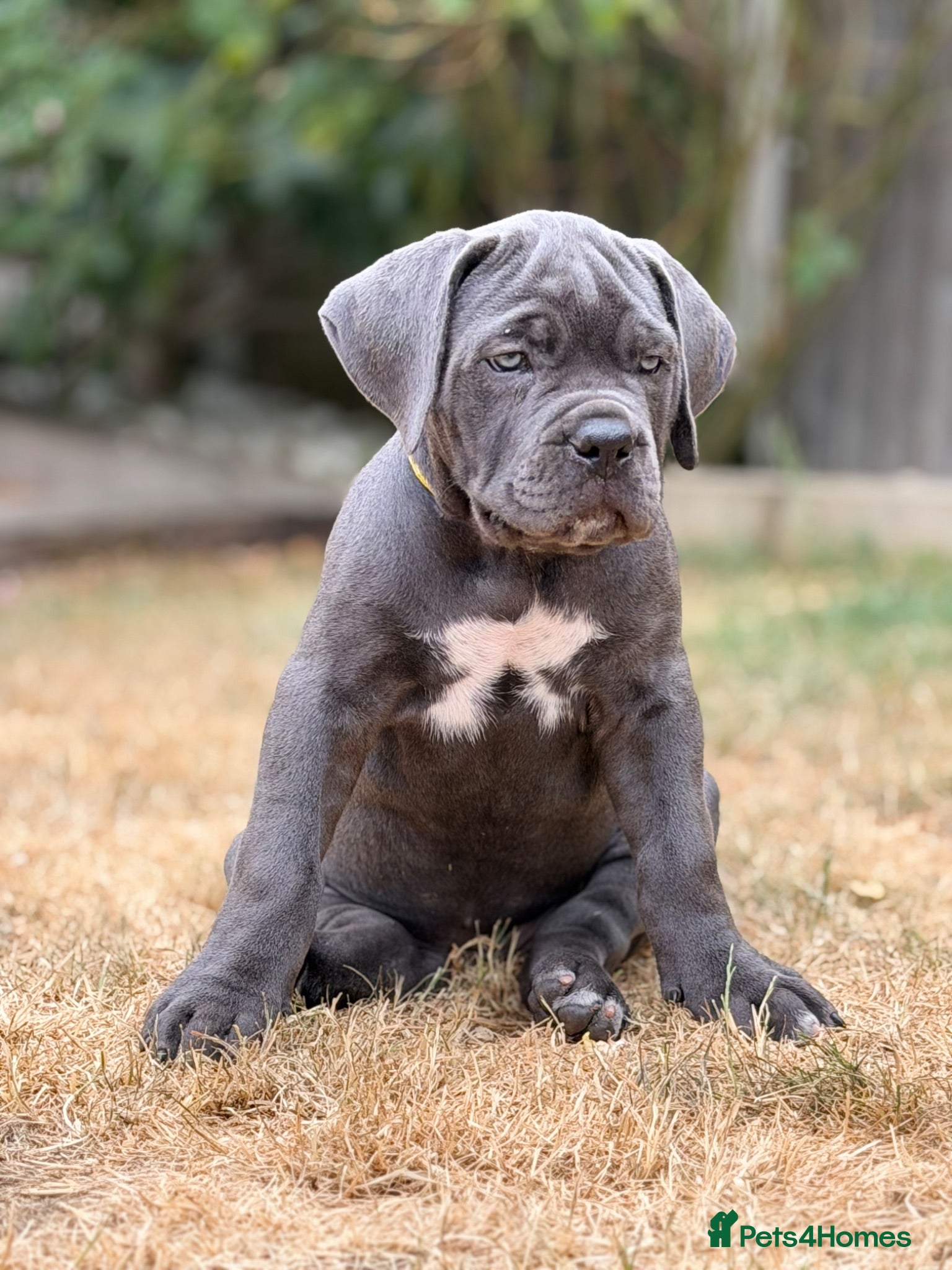 Cane Corso dogs Adorable Blue Cane Corso Puppies available - Advert 1