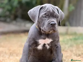 Cane Corso dogs Adorable Blue Cane Corso Puppies available - Advert 1