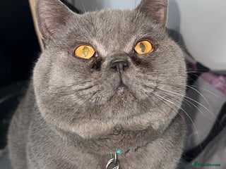 British Shorthair cats British short hair STUD duties only in Hull - Advert 4
