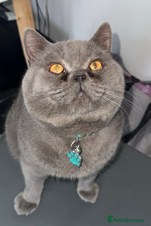 British Shorthair cats British short hair STUD duties only in Hull - Advert 6