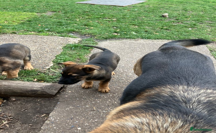 German Shepherd dogs - Advert 5