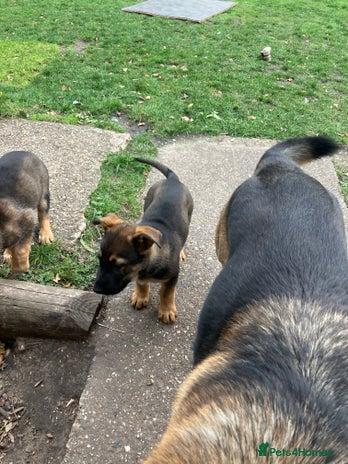German Shepherd dogs - Advert 5