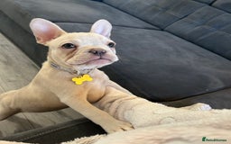 French Bulldog dogs for sale: Frenchbulldog  - Image 2