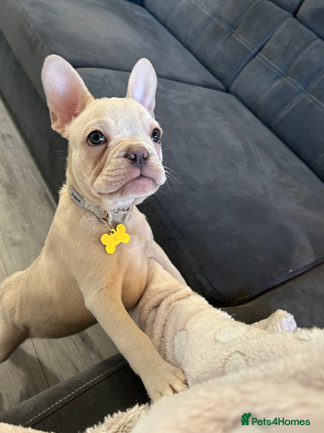 French Bulldog dogs for sale: Frenchbulldog  - Image 2