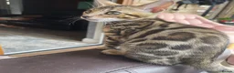 Bengal cats for sale: Bengal kitten GCCF registred  - Advert 7