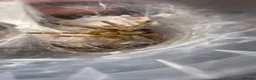 Tarantulas invertebrates for sale: Tarantula Collection For Sale - Advert 3