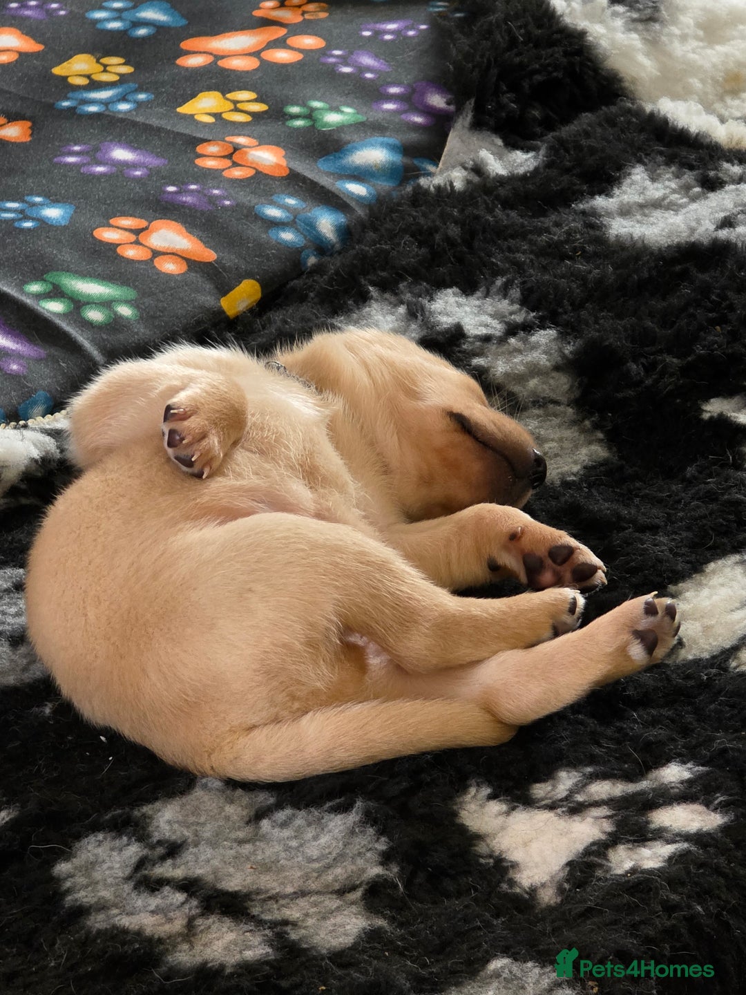 Labrador Retriever dogs for sale: Gorgeous Labrador puppies - Advert 6