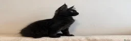 Maine Coon cats for sale:     Stunning Purebred Maine Coon Kitten - Advert 18