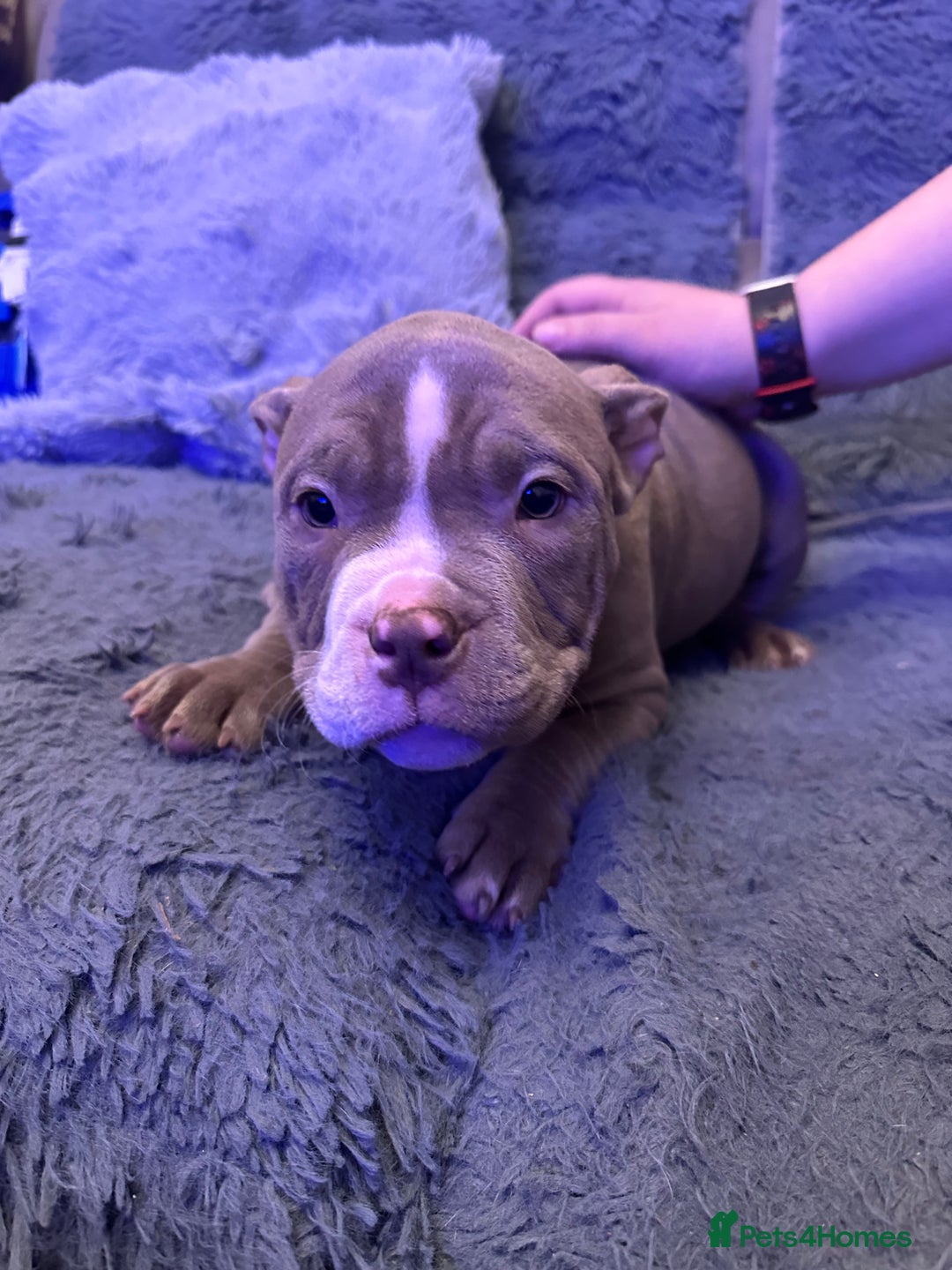 American Bully dogs for sale: 🐾 ABKC Registered Micro/Pocket Bully Puppies! 🐾 - Advert 35
