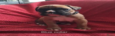 Boxer Puppy 1
