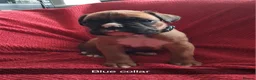 Boxer dogs for sale: BOXER KC REGISTERED PUPPIES AVAILABLE  - Advert 7