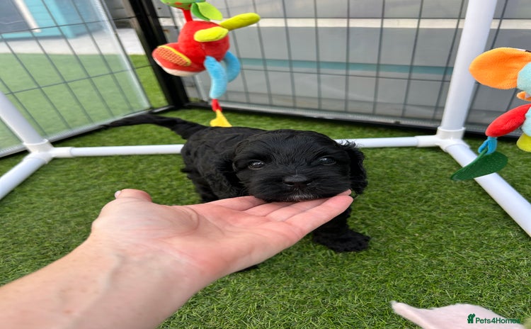Cavapoo dogs - Advert 3