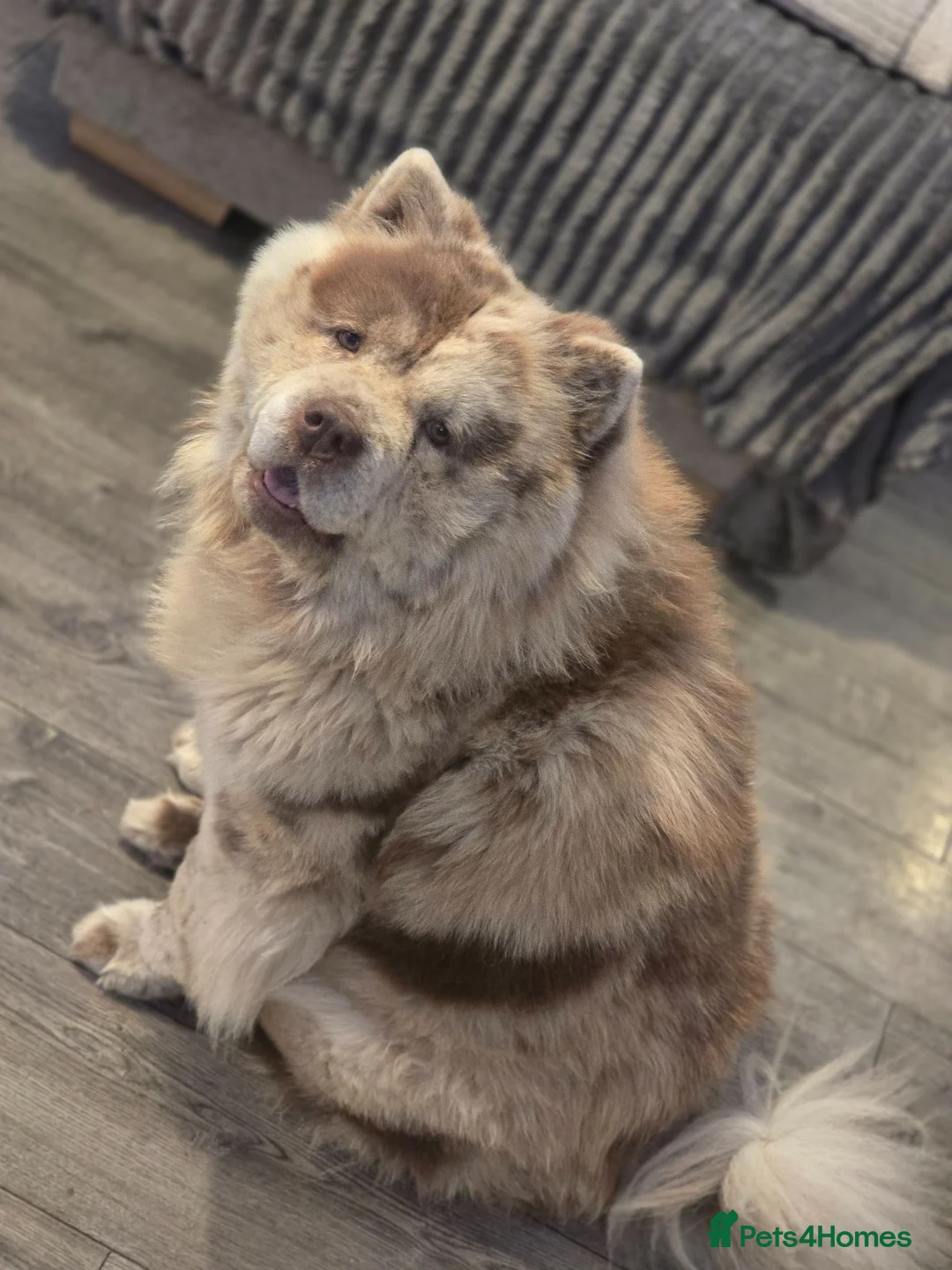 Chow Chow dogs for sale: Chow chow pups  - Advert 1