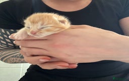 Domestic Shorthair cats for sale: Kitten ready to reserve  - Image 4