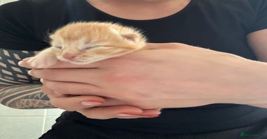 Domestic Shorthair cats - Advert 6
