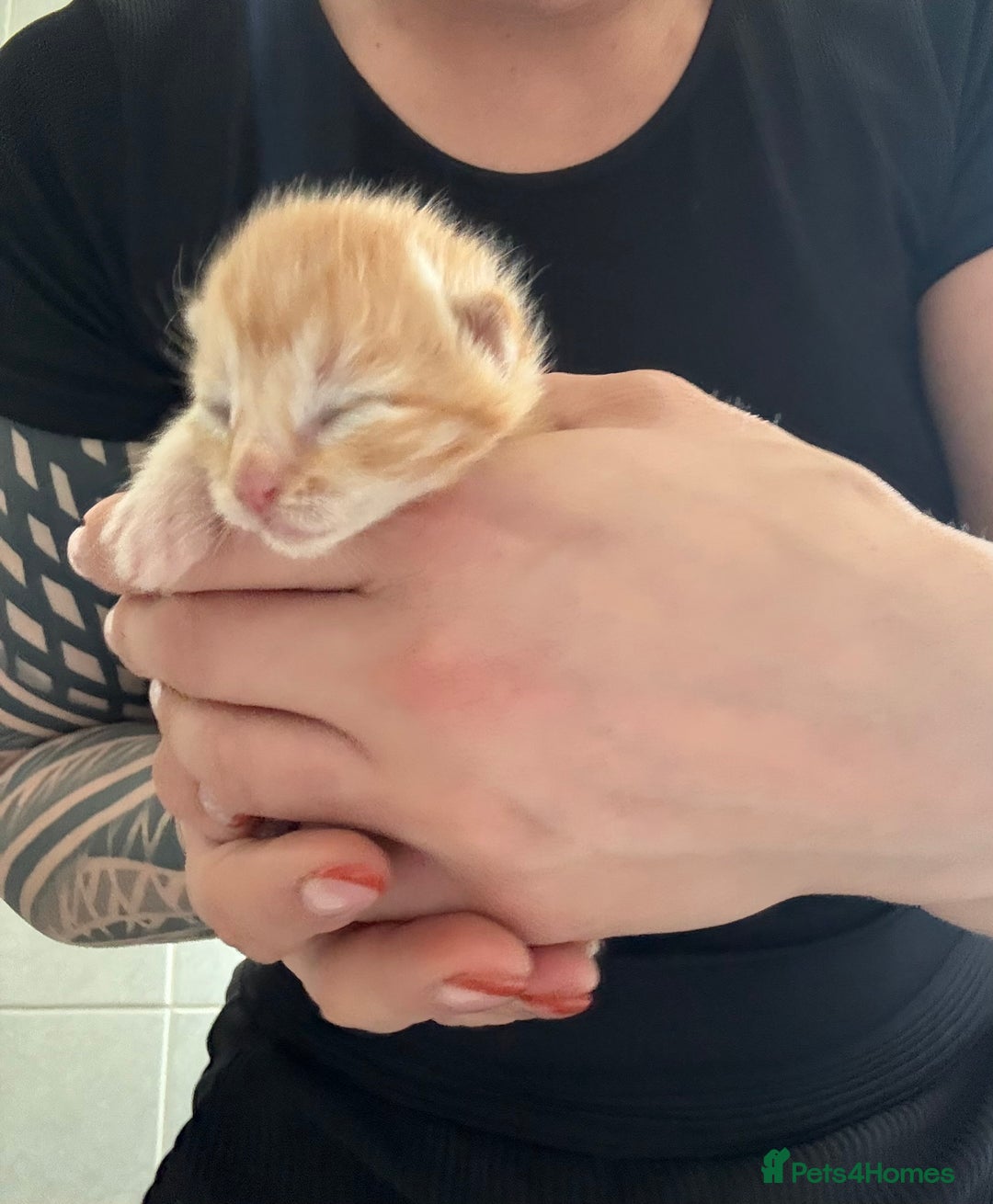 Domestic Shorthair cats for sale: Kitten ready to reserve  - Image 4