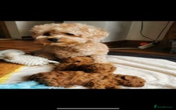 Cavapoo dogs for stud: Extensively Health Tested Deep Red Tiny Toy Poodle in Mansfield - Image 5