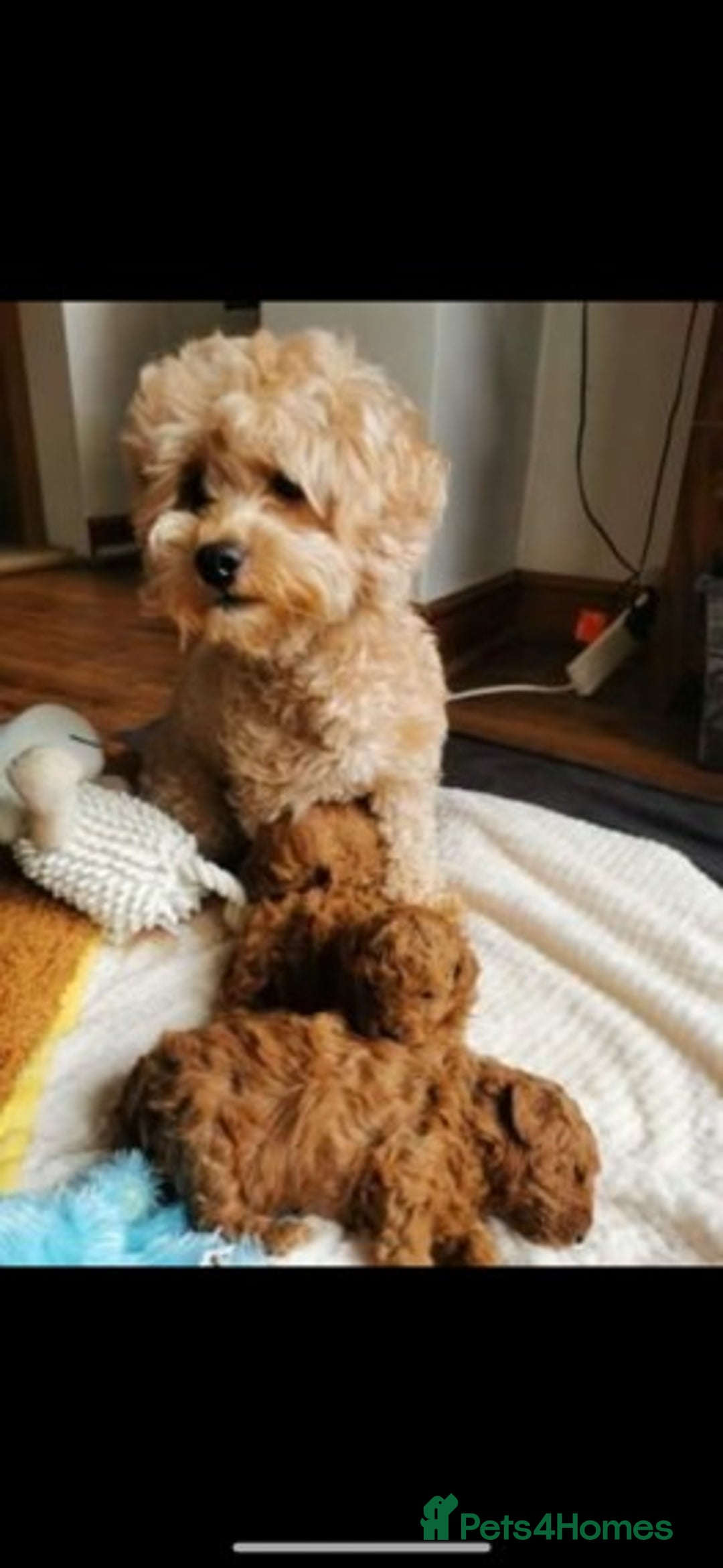Cavapoo dogs for stud: Extensively Health Tested Deep Red Tiny Toy Poodle in Mansfield - Image 5