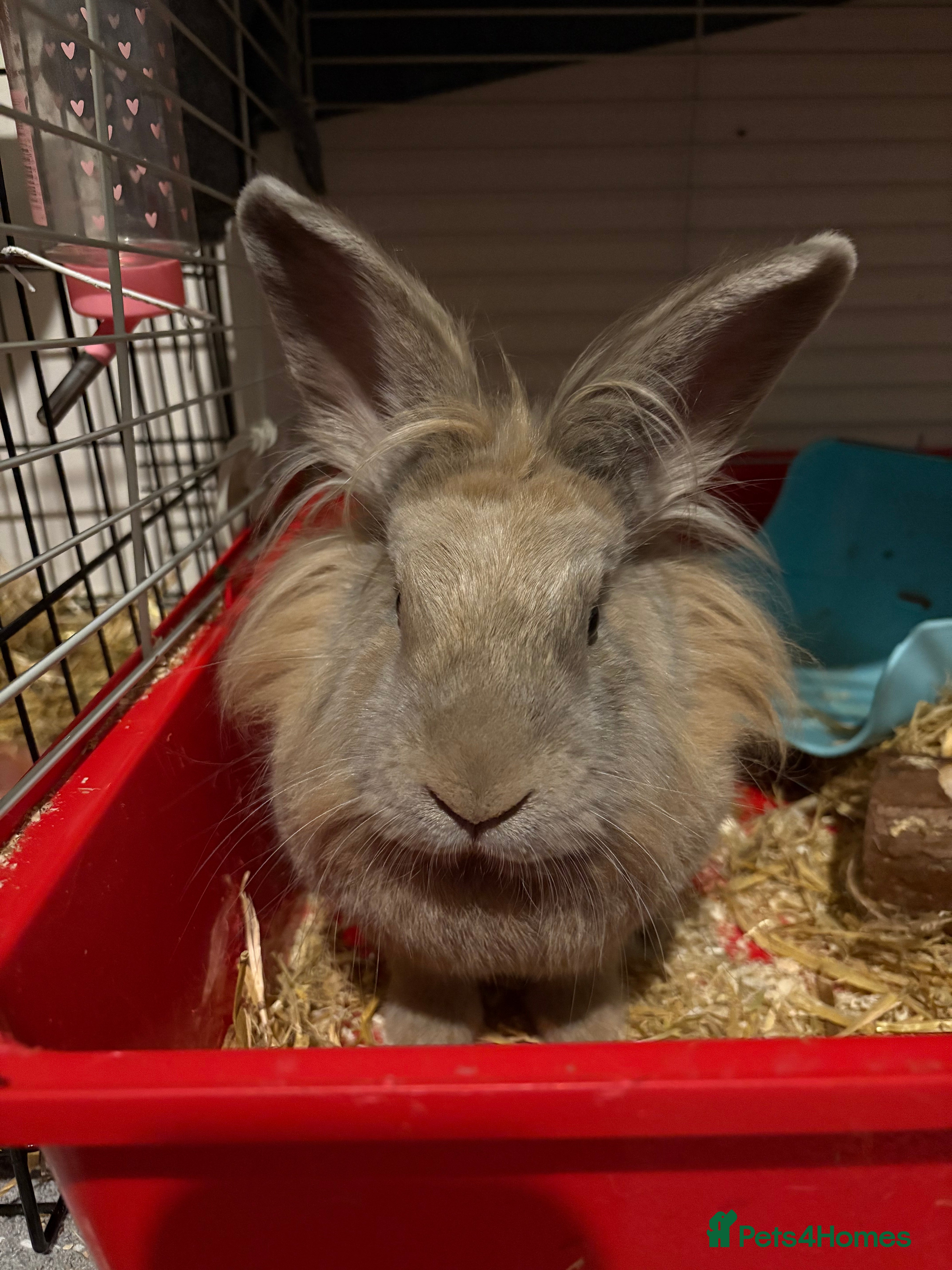 Lionhead rabbits Bowser the lion hesd in Huntingdon - Advert 14