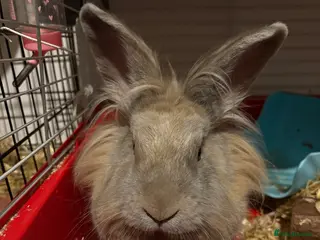 Lionhead rabbits Bowser the lion hesd in Huntingdon - Advert 1