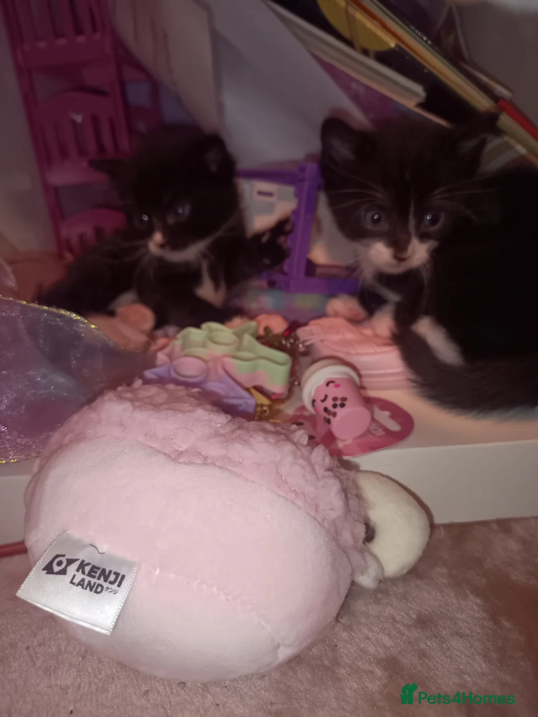 Mixed Breed cats for sale: Tabby, all black and black and white kittens   - Advert 9
