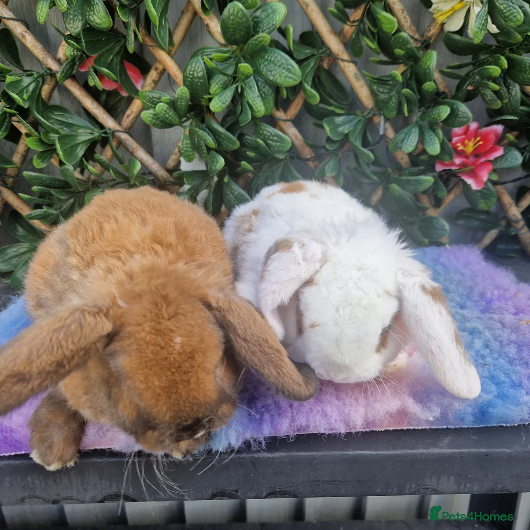 Mini Lop rabbits for sale: Last miniature plush lop baby buck!!! - Advert 3