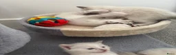 Ragdoll cats for sale: Rag doll kittens  - Advert 6