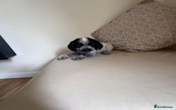 Cocker Spaniel dogs for sale: blue roam cocker spaniels - Image 15