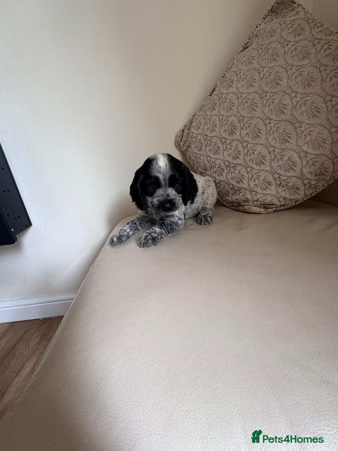Cocker Spaniel dogs for sale: blue roam cocker spaniels - Image 15