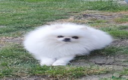 Pomeranian dogs for stud: White KC Registered pomeranian. *Stud duties only* - Image 1