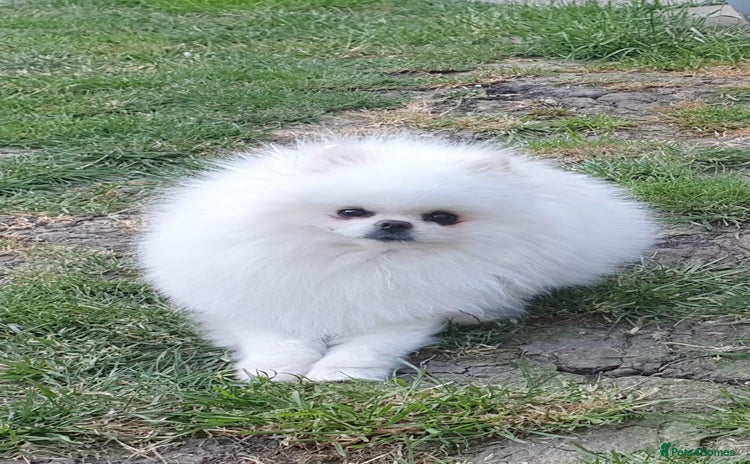 Pomeranian dogs - Advert 1