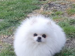 Pomeranian dogs White KC Registered pomeranian. *Stud duties only* - Advert 1