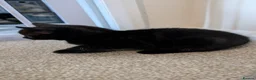Mixed Breed cats for sale: Half tortoiseshell kittens in Nottingham - Advert 5