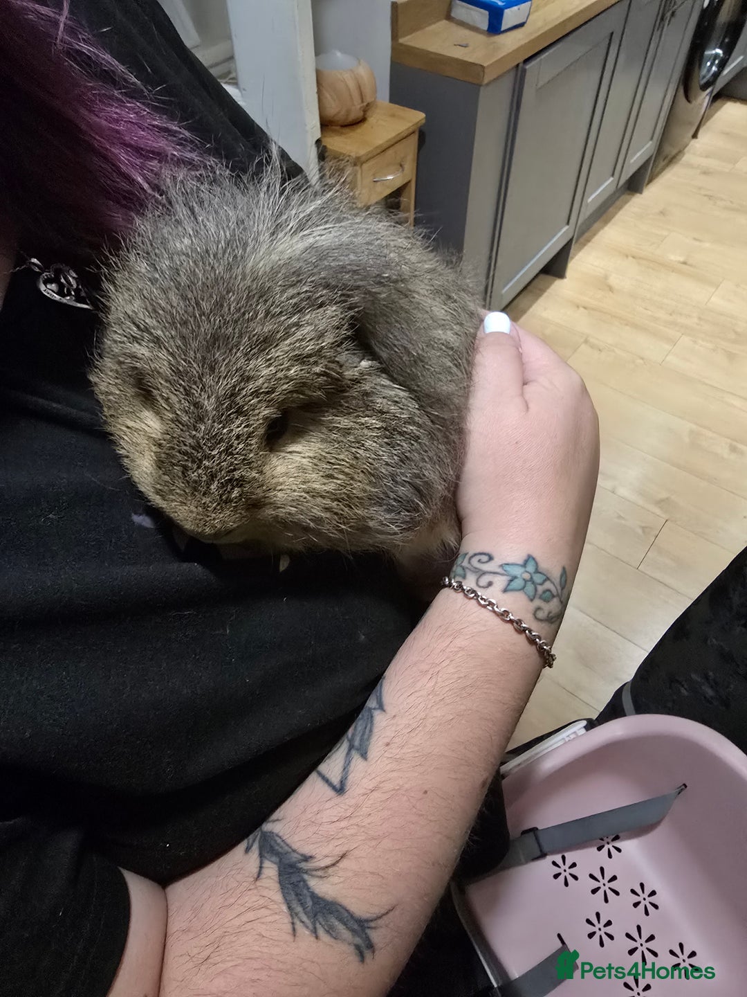 Guinea Pig rodents for sale: 2 male guinea pigs - Image 3