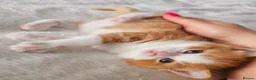 Selkirk Rex cats for sale:  Beautiful Home-Raised Selkirk Rex&BSH Kittens 😻 - Advert 19