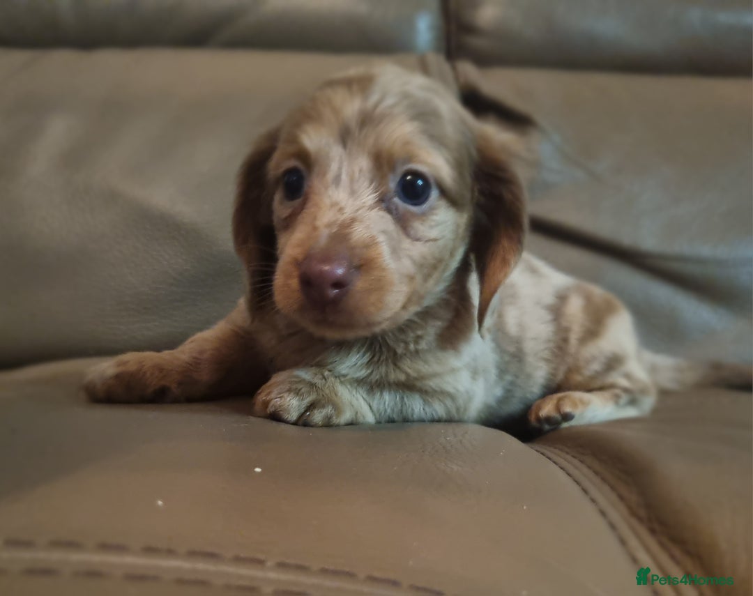 Miniature Dachshund dogs for sale: Last remaining  long  haired  girl  reduced - Advert 11