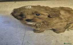 Cavapoo dogs for stud: PROVEN F1 Red Cavapoo stud-DNA Fully health tested - Image 16