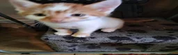 Mixed Breed cats for sale: Beautiful kittens looking for forever homes  - Advert 36