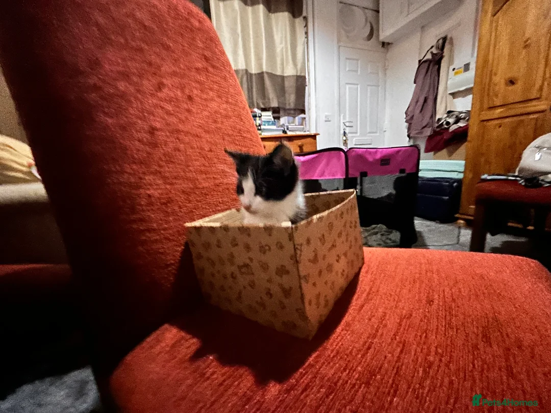 Mixed Breed cats for sale: Kittens are looking for a home  - Advert 7