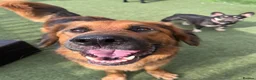 German Shepherd dogs for adoption: Harley is looking for a new forever home  in Castleford - Advert 5